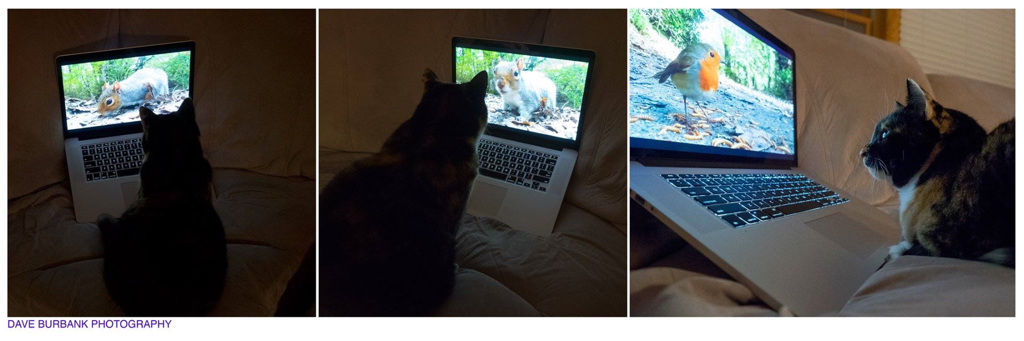 ./ Dave Burbank - cat : monitor : bird - Lenora : Monitor : AnneRose - SWEET PHOTOGRAPH - 'She GETS OFF on watching me GO'.jpg